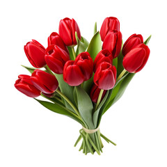 Fototapeta premium Red Tulip Red flowers meaning Declaration of love red tulips signify the stability of love, the sincerity and earnestness of the giver, and a love that is honest and wholehearted.