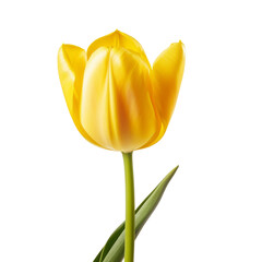 flower - Tulip (Yellow) flowers meaning Cheerful thoughts (4)