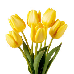 Fototapeta premium flower - Tulip (Yellow) flowers meaning Cheerful thoughts (4)