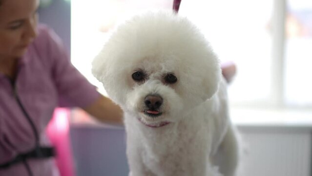 A white Bichon Frise dog stands on a grooming table while a prophy female groomer trims her back leg fur with scissors. The camera zooms in. Close-up of a dog's face.