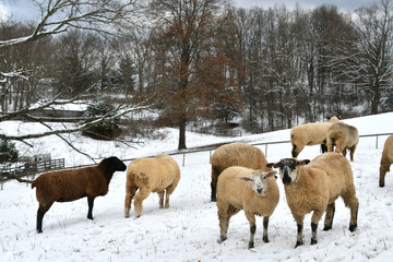 Sheep livestock in a snow covered field on a farm in rural winter scene. 