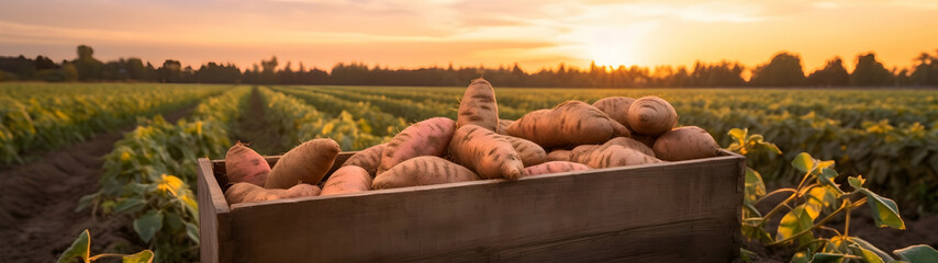 Sweet potatoes harvested in a wooden box with field and sunset in the background. Natural organic fruit abundance. Agriculture, healthy and natural food concept. Horizontal composition, banner. - obrazy, fototapety, plakaty