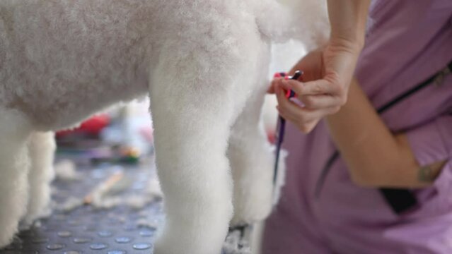 Close-up of a white dog, standing on a grooming table, while a female groomer trims the fur on her back legs with scissors and collects the rest with a comb.