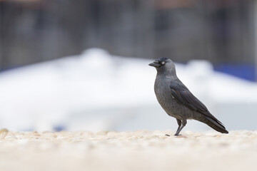 A Western Jackdaw walking eating on the ground
