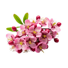 flower - Waxflower flowers meaning Riches (5)
