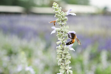 Honey bee flying and collecting nectar pollen around garden sage flowers (Salvia officinalis) in the morning. Northern, Thailand.