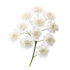 flower - Yarrow flowers meaning Healing and inspiration (4)