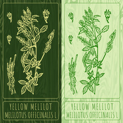Vector drawings YELLOW MELILOT. Hand drawn illustration. Latin name MELILOTUS OFFICINALIS L.