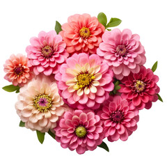 Fototapeta premium Top view many pink Zinnia flowers meaning Thoughts of absent friend (2)