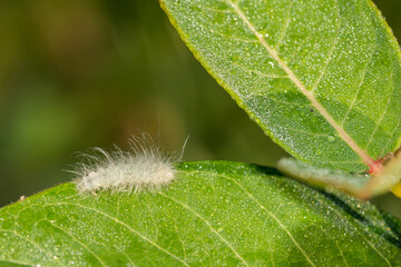Delicate Cycnia Caterpillar - Cycnia tenera