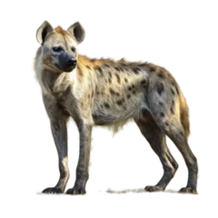 Poster Hyena isolated on a white background © Andrii