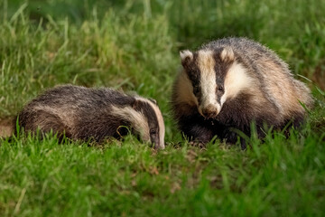 Badger and cub