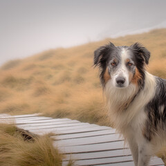 Border Collie am Strandweg – Treuer Begleiter in der Dünenlandschaft