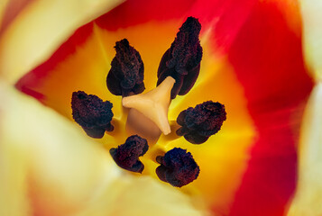 Tulipan (Tulip, tulipa)