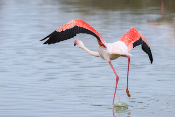 A Greater Flamingo running for take off