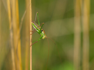 A green bush cricket resting on dry grass