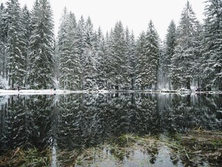 winter forest in the snow