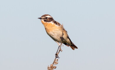 young stonechat on a branch
