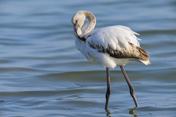 A young Greater Flamingo walking in the water