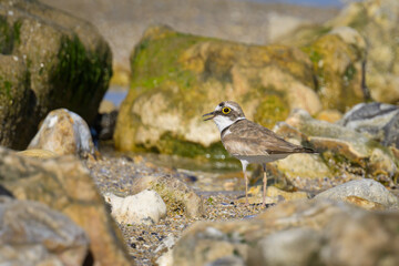 A Little Ringed Plover standing on the beach
