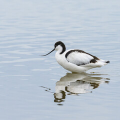 A Pied Avocet walking in shallow water