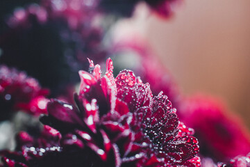 Red chrysanthemum with dew drops on the petals