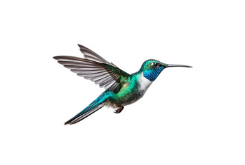 Fototapeta premium A Close-up Photo of a Beautifully Colored Hummingbird, Isolated on Transparent Background, PNG