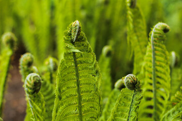 fern leaves open in the forest