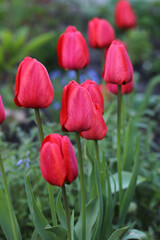 Red tulips growing in the garden.