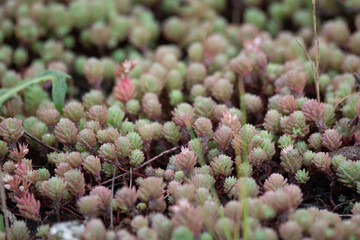 succulent plants growing in the forest