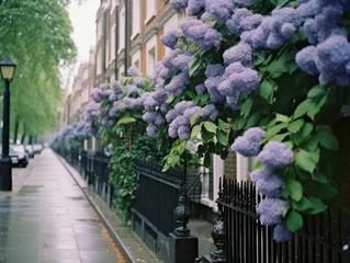 Poster London street filled with many lilac bushes © Svetlana