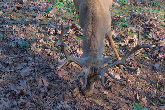 Veado vermelho - pormenor sobre os cornos do animal.