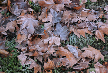 Dry frozen leaves
