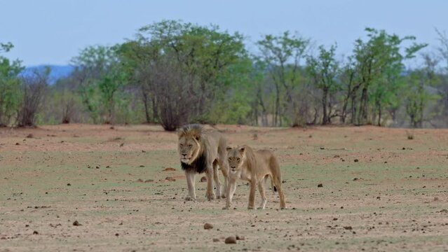 walking lion couple (panthera leo), Etosha National Park, Namibia, Africa
