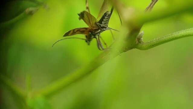 round-necked long-horned beetle or called Chlorophorus, this insect is a genus belonging to the family Cerambycidae