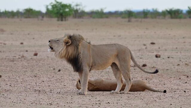 roaring male lion (panthera leo) after mating, Etosha National Park, Namibia, Africa  
