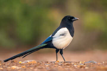 European Magpie - Pica pica, common black and white perching bird from European gardens and forests, Andalusia, Spain.