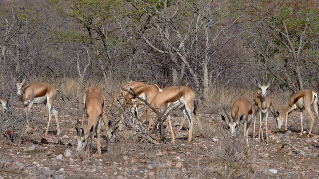 herd of springbok or springbuck (Antidorcas marsupialis), Etosha National Park, Namibia, Africa