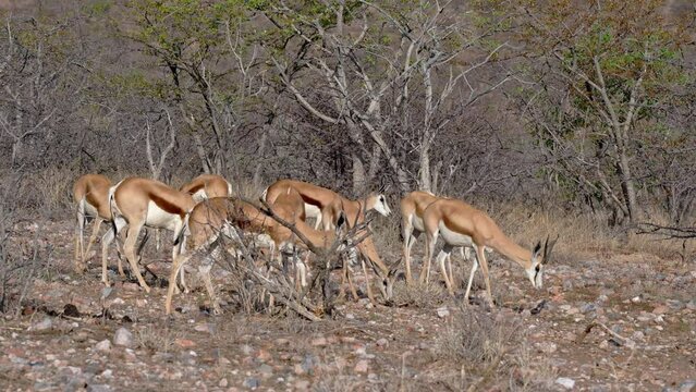 herd of springbok or springbuck (Antidorcas marsupialis), Etosha National Park, Namibia, Africa