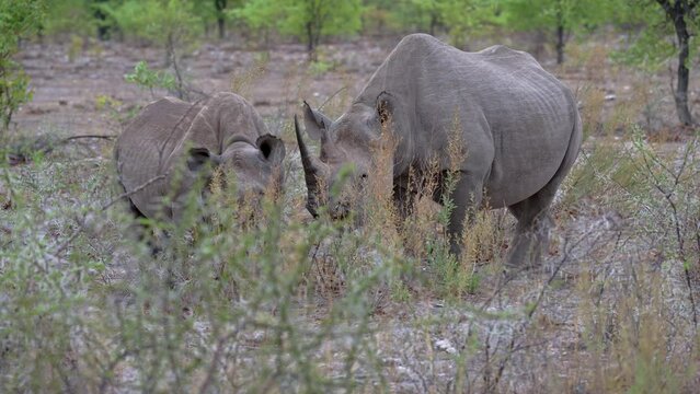 Black rhinoceros (Diceros bicornis), Etosha National Park