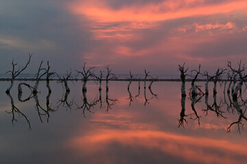 Atardecer colorido en lago con árboles muertos Epecuén Argentina