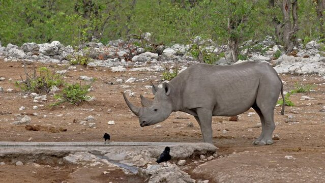 Black rhinoceros (Diceros bicornis), Etosha National Park