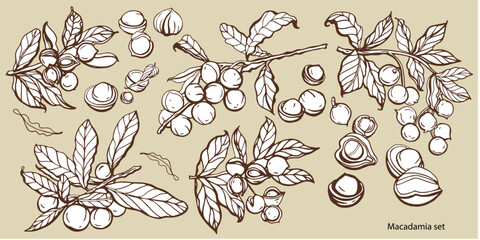 Isolated vector set of macadamia in vintage style. Hand drawn leaves and natural healthy food nut pieces collection. Diet snack vector illustration. Ingredient for nut butter and paste.