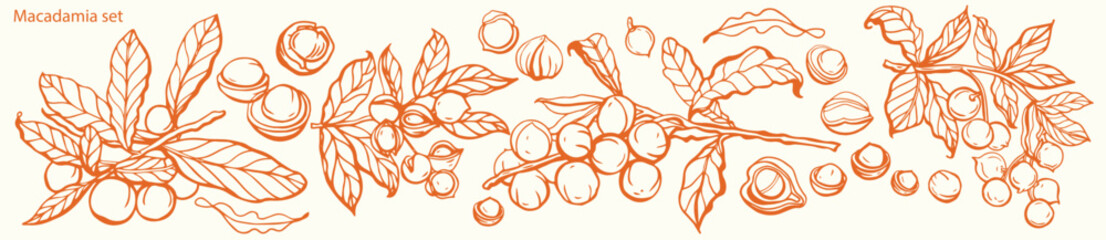 Isolated vector set of walnuts in vintage style. Hand drawn leaves and natural healthy food nut pieces collection. Diet snack vector illustration. Ingredient for nut butter and paste. - obrazy, fototapety, plakaty