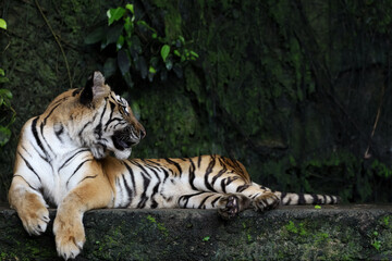 Close up Indochinese tiger is beautiful animal and dangerous in forest