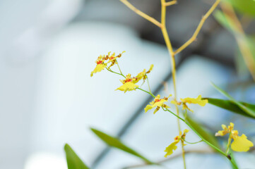 yellow orchid ,orchid or Dendrobium sp or ORCHIDACEAE