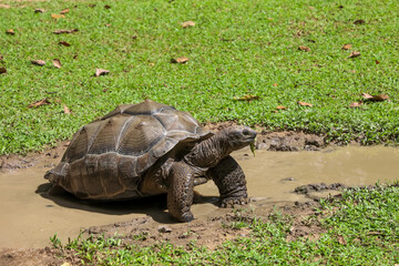 Fototapeta premium The gaint turtle is stay in the nature garden