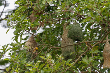 The small bird is build the nest bird on tree in nature at thailand