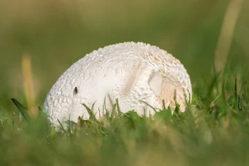 Foto auf Acrylglas mushroom in the Lycoperdon perlatum (Persoon) Persoon  Synonym: Lycoperdon gemmatum Common name: vescia, loffa Edibility: edible mushroom when young, it can be eaten as long as the internal. © carmelo