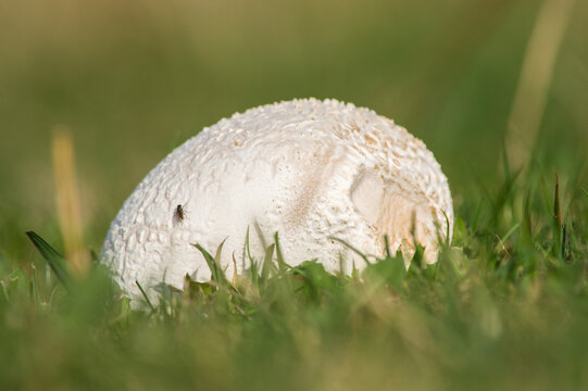 mushroom in the Lycoperdon perlatum (Persoon) Persoon

Synonym: Lycoperdon gemmatum
Common name: vescia, loffa
Edibility: edible mushroom when young, it can be eaten as long as the internal.